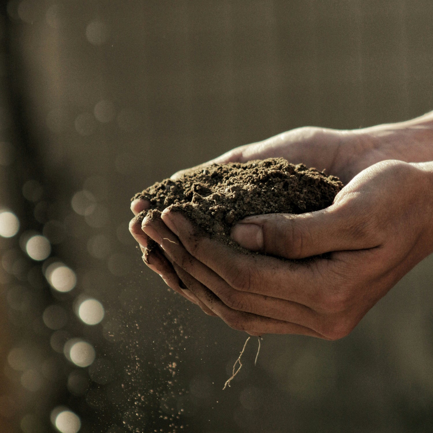 Hands holding soil.