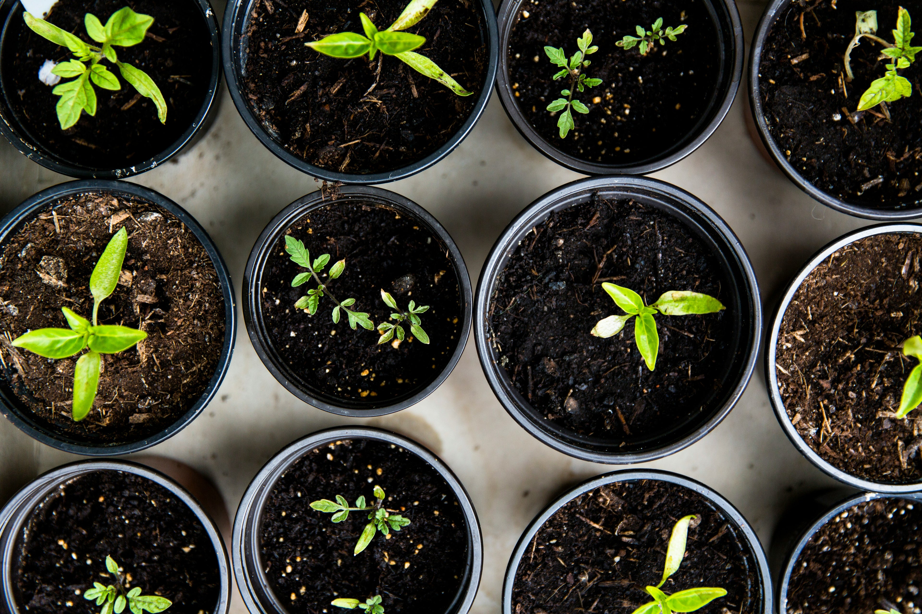 Black pots with plant sprouts growing.